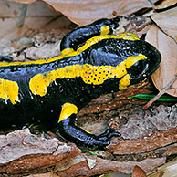 European / Fire salamander (Salamandra salamandra) among fallen leaves in forest, Luxembourg