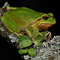 European / Common tree frog (Hyla arborea) sitting on lichen covered branch at night, La Brenne, France
