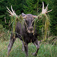 Moose / Eurasian elk (Alces alces) in the taiga in autumn, Värmland, Sweden