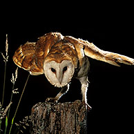 Barn owl (Tyto alba) stretching wing, Belgium