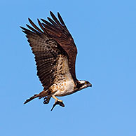 Osprey (Pandion haliaetus) in flight, Sweden