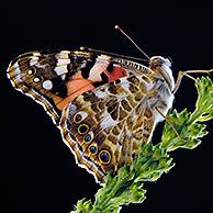 Painted lady butterfly (Cynthia / Vanessa cardui) on plant, Belgium