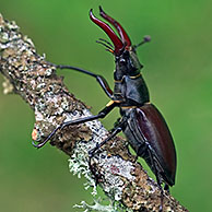 Portrait of male stag beetle (Lucanus cervus) on branch, La Brenne, France