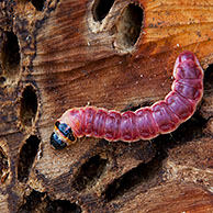 Goat Moth (Cossus cossus) caterpillar in wood, Germany