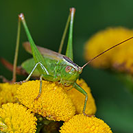 Long-winged conehead (Conocephalus fuscus / discolor) on tansy flowers (Chrysanthemum vulgare)