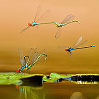 Small Red-eyed Damselfly (Erythromma viridulum) pair mating on leaf of water lily, the Netherlands