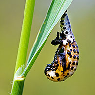 Ladybird in pupal stage (Coccinellidae)