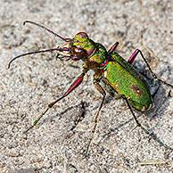 Green tiger beetle (Cicindela campestris) sunning on dry sand in heathland and showing huge mandibles