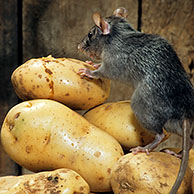 Black rat (Rattus rattus) in barn on a pile of potatoes, Belgium