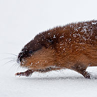 Muskrat (Ondatra zibethicus) running in the snow in winter, Germany