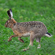 European Hare (Lepus europaeus) stretching hind legs in grassland, Germany