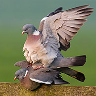 Common Wood Pigeons (Columba palumbus) mating on wooden fence in spring