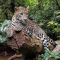Sri Lankan leopard (Panthera pardus kotiya) resting on fallen tree over stream in rain forest, native to Sri Lanka