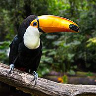Toco toucan / common toucan / giant toucan (Ramphastos toco) perched in tree, native to South America