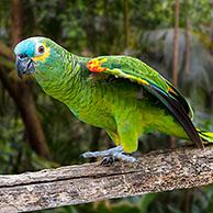 Turquoise-fronted amazon / turquoise-fronted parrot / blue-fronted amazon  (Amazona aestiva), South American species of amazon parrot  