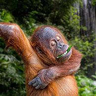 Young Sumatran orangutan (Pongo abelii) eating leaf while scratching itchy armpit, native to the Indonesian island of Sumatra
