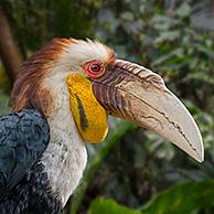 Wreathed hornbill / bar-pouched wreathed hornbill (Rhyticeros undulatus) male perched in tree, native to India, Bhutan and Indonesia