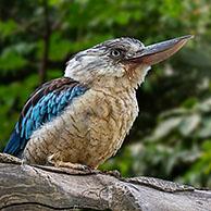 Blue-winged kookaburra (Dacelo leachii), large species of kingfisher native to northern Australia and southern New Guinea