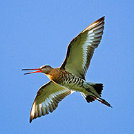 Black-tailed godwit (Limosa limosa) in flight and calling, Belgium