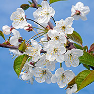 Wild cherry / Sweet cherry (Prunus avium) buds bursting, and flowers emerging in spring, Belgium