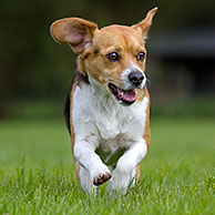 Tricolour Beagle dog running in garden