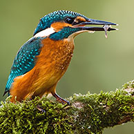 Portrait of Eurasian / Common Kingfisher (Alcedo atthis) perched on branch with fish in beak, the Netherlands
