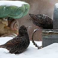 Common Starlings / European Starling (Sturnus vulgaris) foraging on bird table in garden during snow shower in winter, Belgium