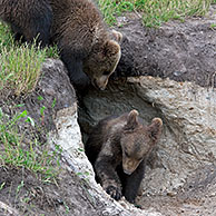 Two European brown bear (Ursus arctos) cubs playing at entrance den, Sweden