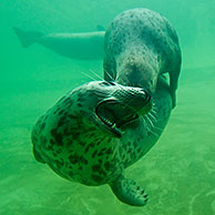 Two Grey seals / Gray seals (Halichoerus grypus) playing underwater, Germany