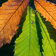 Sweet chestnut (Castanea sativa) autumn leaves, Belgium