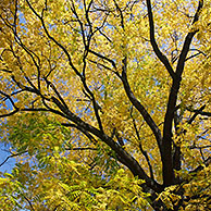 Trees in yellow autumn colours