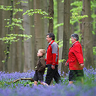 Walkers among Bluebells (Endymion nonscriptus) in beech forest, Hallerbos, Belgium