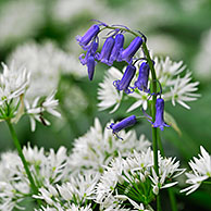 Bluebells (Scilla non-scripta / Endymion nonscriptus / Hyacinthoides non-scripta) among Wild garlic / Ramsons (Allium ursinum) in spring woodland, Hallerbos, Belgium