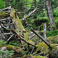 Fallen and broken tree trunk covered in moss, left to rot on forest floor as dead wood habitat for invertebrates, Pyrenees, France