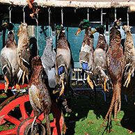 Cart with hunting game - mallard, wood pigeon, pheasant, hare - during the commemoration of Saint Hubert / Saint Hubertus, Brasschaat, Belgium