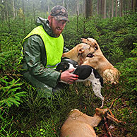 Beater with shot roe deer (Capreolus capreolus) and hunting dogs in forest in the Ardennes, Belgium