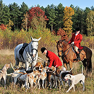 Hunters on horseback with pack of hounds during drag hunting, Belgium 
