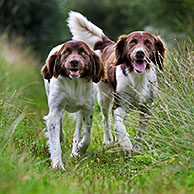 Drentsche Patrijshond / Dutch Partridge Dog / Drent spaniel type hunting dog in field, the Netherlands