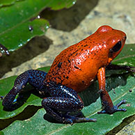 Blue jeans poison dart frog / Strawberry poison arrow frog (Dendrobates pumilio) on leaf, Costa Rica
