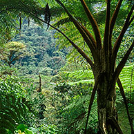 Giant ferns in cloud forest, Tapanti NP, Costa Rica