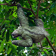 Three toed / Brown throated sloth (Bradypus variegatus) in tree, Manuel Antonio NP, Costa Rica