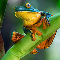Splendid leaf frog (Agalychnis calcarifer), Costa Rica