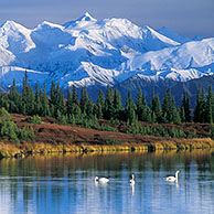 The Alaska Range and Wonder Lake with Tundra swans (Cygnus columbianus), Denali NP, Alaska, USA