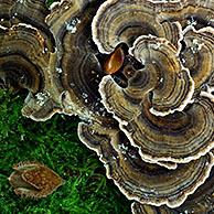 Many zoned polypore / turkeytail bracket fungus (Coriolus / Trametes versicolor) in beech forest, Belgium