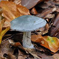 Aniseed toadstool (Clitocybe odora) in forest, Belgium

