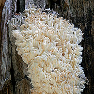 Coral Tooth (Hericium coralloides) growing on tree in forest, Germany