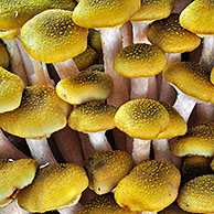 Honey fungus (Armillaria mellea / Armillariella mellea) cluster growing on tree trunk in autumn forest