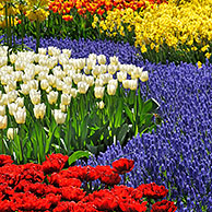 Flowerbed with colourful tulips, hyacinths and daffodils in flower garden of Keukenhof, the Netherlands