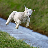 Domestic Texel sheep (Ovis aries) lambs jumping and playing in meadow, The Netherlands