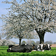Cows (Bos taurus) resting in orchard with cherry trees blossoming (Prunus avium / Cerasus avium), Haspengouw, Belgium